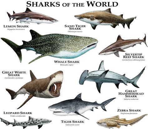 Sharks Of The World Poster Print Etsy Marine Animals Species Of