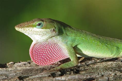 Strawberry Redux Wild Green Anole Male Green Anole Wi Flickr
