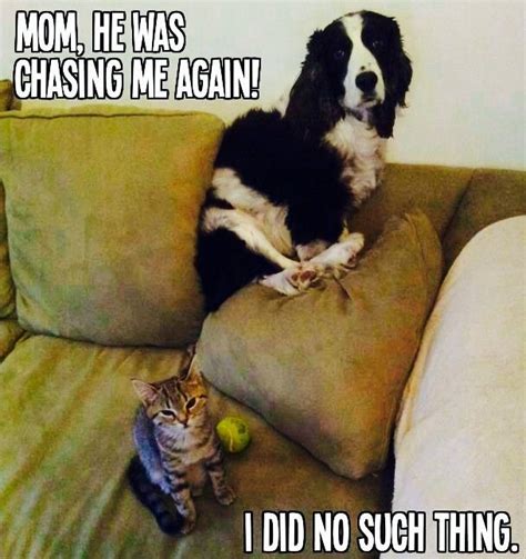 Mom He Was Chasing Me Again Dogs Vs Cats Pinterest
