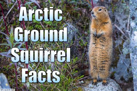 Arctic Ground Squirrel Facts Pictures Information Longest Hibernation