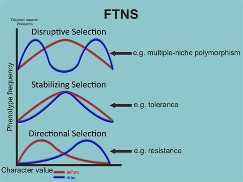 Types Of Selection Evolution The Selection Tolerance