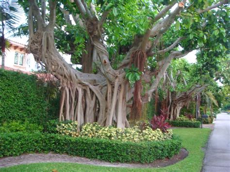 Example Of A Banyan Tree Of South Florida Banyan Tree Tree South