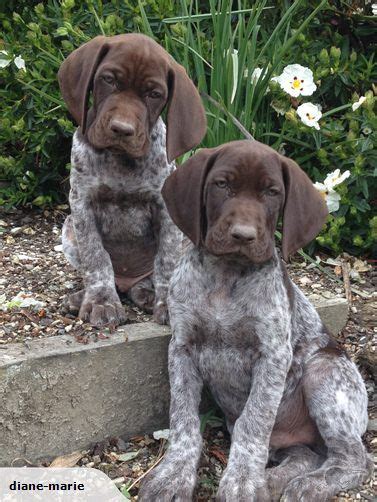 The survival of the gsp was aided by breeders such as joseph burkhart, who had begun importing. German Shorthaired Pointer Puppy @Bill Hughes Hughes ...