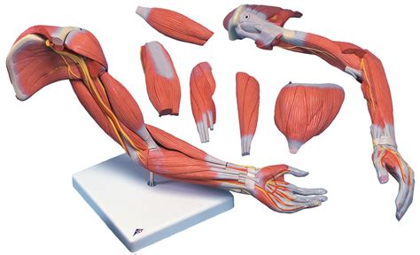 Human Arm Models With Muscles