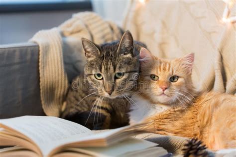 Two Cats Lying On Sofa With Book At Home Stock Image
