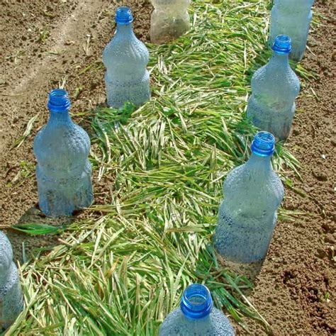 Diy Drip Irrigation Bottle For Gardens How To Snappy Living