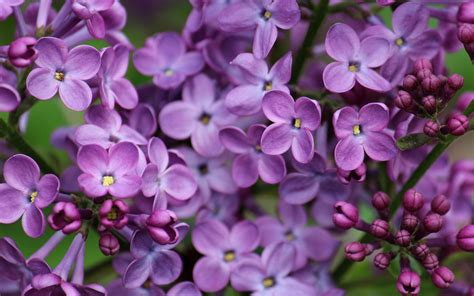Wallpaper Purple Lilac Flowers Close Up 1920x1200 Hd Picture Image