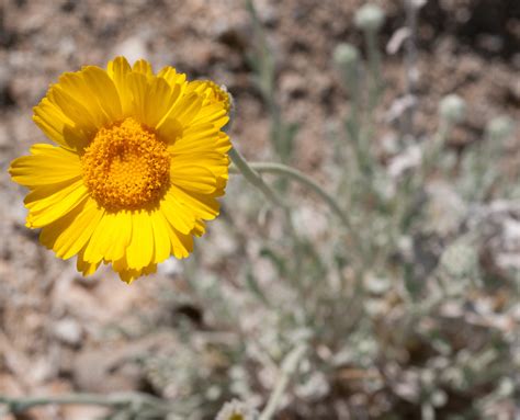 Geraea Canescens Desert Sunflower