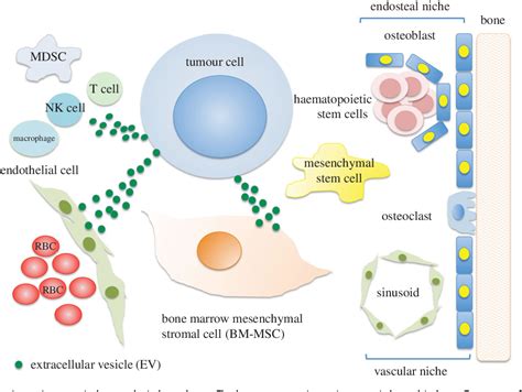 figure 1 from extracellular vesicle mediated cell cell communication in haematological neoplasms