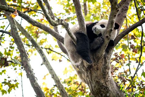 Chengdu Young Panda Sleeping In A Tree Chengdu Panda Bas Flickr