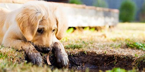 10 Reasons Why Your Dog Is Digging Holes In The Yard Housedog Hq