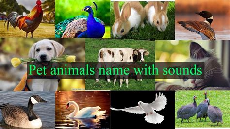 Pet Animals Name With Sounds। Pet Animals । Domestic Animals । Common