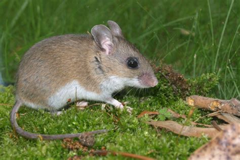 A small mobile manual device that controls movement of the cursor and. White-footed Mouse