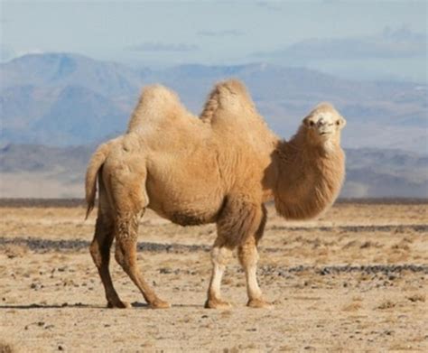 Como Se Llaman Las Jorobas De Los Camellos