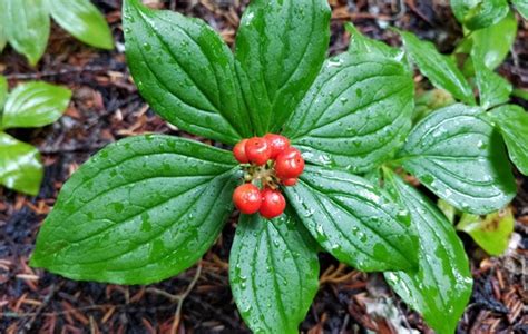List of Types of Berries - Gardening Channel