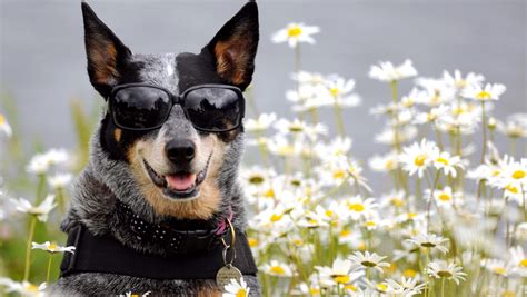 Funny Dog Wearing Glasses Full Wallpapers Hd Desktop And Mobile