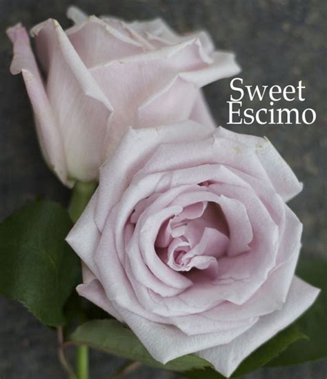 The Blush Rose Study Flirty Fleurs The Florist Blog