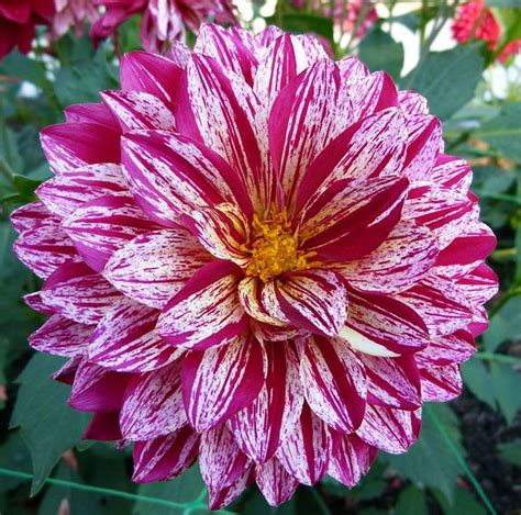 Beautiful Variegated Dahlia In Tones Of Purple And A Great Post Read M