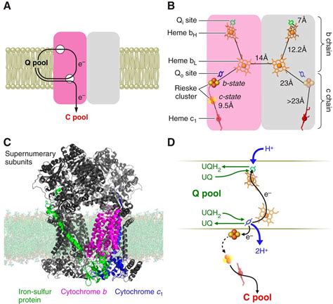 Electronic Connection Between The Quinone And Cytochrome C Redox Pools