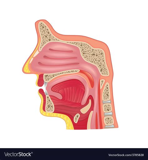 High Resolution Ear Nose And Throat Anatomy Diagram Anatomy Structure