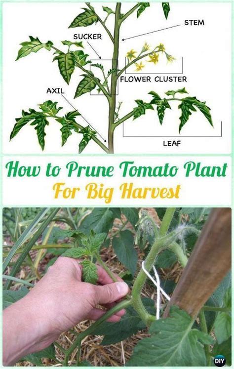 3 Amazing Pruning Your Tomato Plants Ideas Growing Tomato Plants