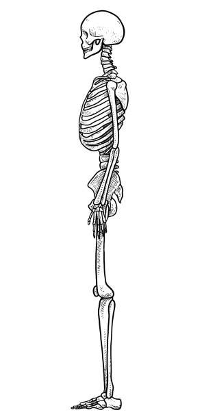 Human Skeleton Side View Drawing Illustrations Royalty Free Vector