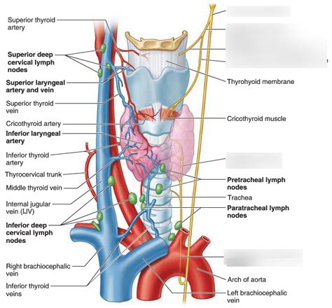 Larynx Nervous Supply Diagram Quizlet