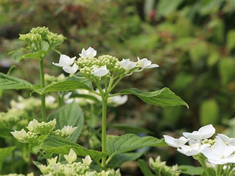 Tellerhortensie Teller White Libelle Hydrangea Macrophylla