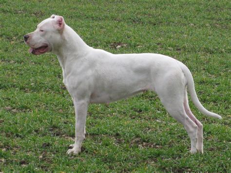 Dogo Argentino Wallpapers Wallpaper Cave