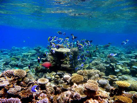 Coral Is A Native Plant In Atlantic Ocean They Provide Shelter For The