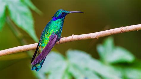 Sparkling Violetear Colibri Coruscans