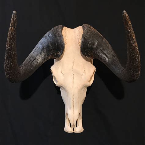 Looking back on my old code, i was quite dissapointed in myself, and how i did things, so i rewrote the entire addon from the ground up, conveniently releasing it on janu. Beautiful black Wildebeest skull, female, real bone ...