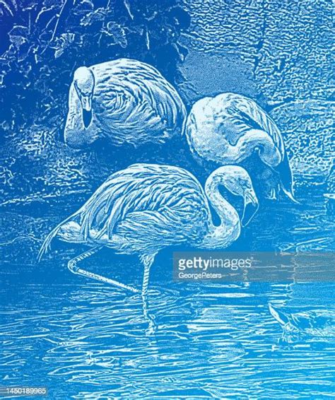 Flamingos Eating Photos And Premium High Res Pictures Getty Images