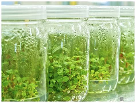 Some cultured plant cells are able to acquire tolerance to various stresses when they are cultured under suitably controlled conditions. technology of plant tissue culture