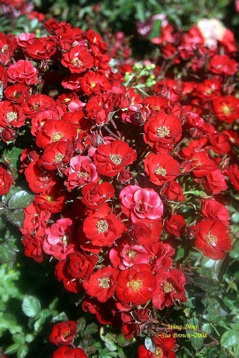 Why choose all star pest control. Rose (Rosa 'Wing-Ding') in the Roses Database - Garden.org