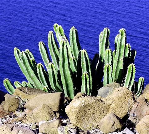 Senita Whisker Cactus 15 Seeds Lophocereus Schottii Hirts Gardens
