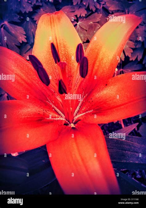 Lily Lilies Stamens Pistil Hi Res Stock Photography And Images Alamy