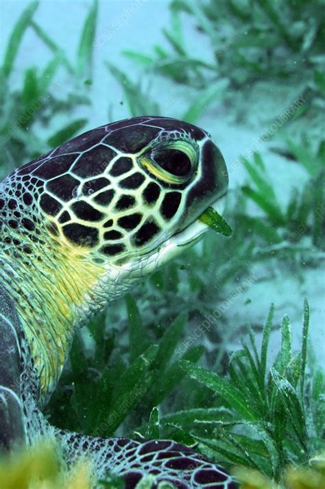 Green Sea Turtle Feeding Stock Image C0215552 Science Photo Library