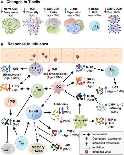 Frontiers Impact Of Aging And Cytomegalovirus On Immunological