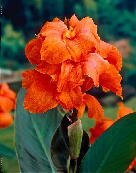 Tall, strong and reliable, queen of the night partners well with light pinks, bold oranges and creamy whites. Canna tall green leaf 'Orange Beauty' Canna from ADR Bulbs