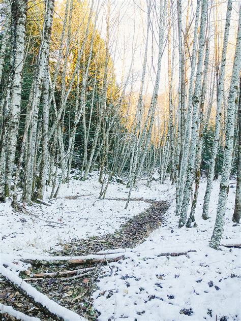 Winding Path Through Birch Trees In Winter With Snow On Ground By