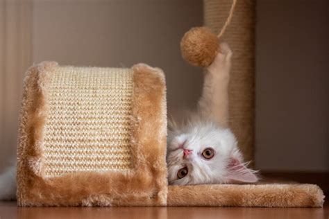 Zabawa Z Kotem Jak Bawić Się Z Kotem Siatka Na Balkon