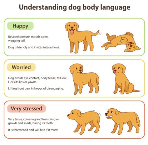 6 Ways To Improve Your Bond With Your Dog Dog Body Language Cartoon