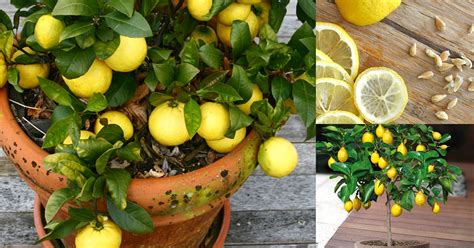 How To Grow Endless Supply Of Lemon At Your Home With Just One Seed