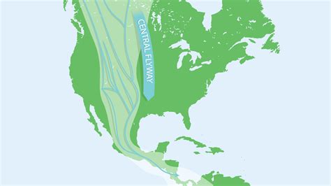 North American Bird Migration The 4 Flyways