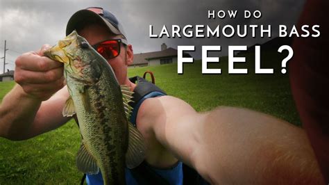 How Do Largemouth Bass Feel The Minimalist Fisherman
