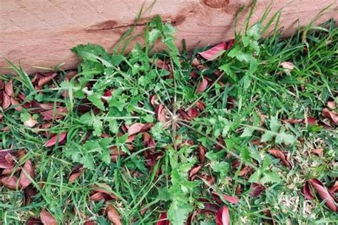 How To Get Rid Of Thistles In Your Lawn And Garden In Australia