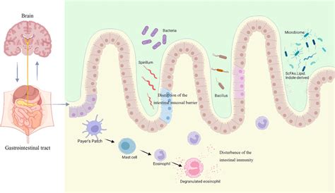 Frontiers The Role Of Gastrointestinal Microbiota In Functional