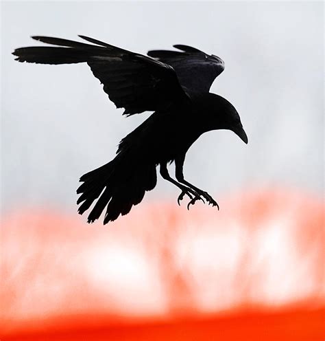 Evil Crow Terrorises Cork Students With Series Of Vicious Campus