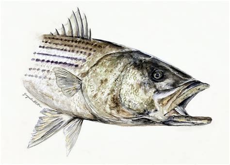 A Multitude Of Fins Striped Bass Illustrations And Wildlife Art